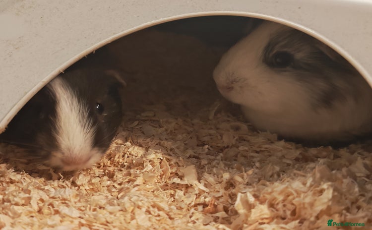 Guinea Pig rodents 2 female guinea pigs for rehoming with cage - Advert 1