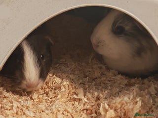 Guinea Pig rodents 2 female guinea pigs for rehoming with cage - Advert 1