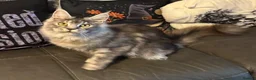 Maine Coon cats for sale: Reduced TICA Xl Maine coon Kitten active possible  - Advert 19