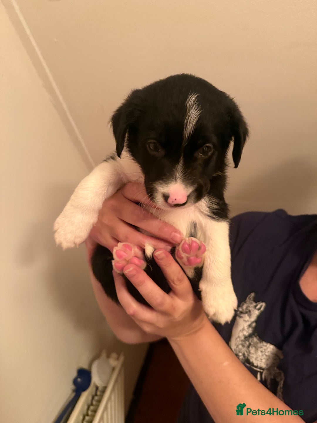 Border Collie dogs for sale: Border collie pups - Image 20