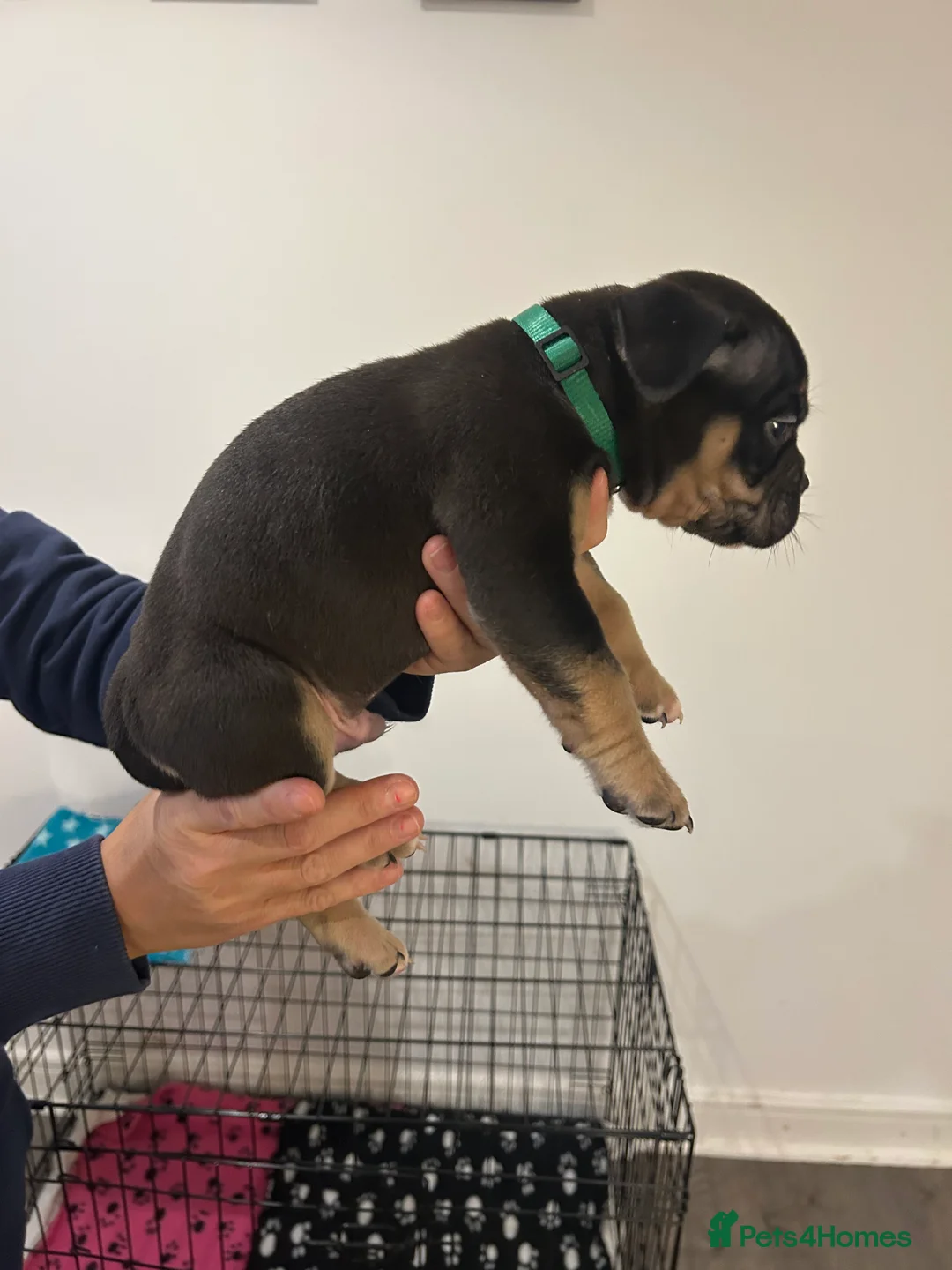 American Bully dogs for sale: BEAUTIFUL pocket bullies  - Advert 5