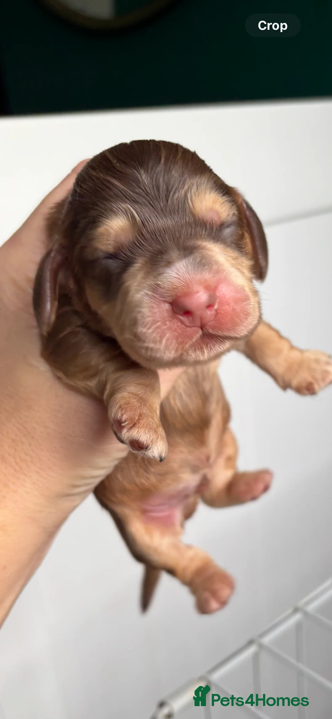 Cocker Spaniel dogs for stud: Proven male cocker spaniel  - Advert 12