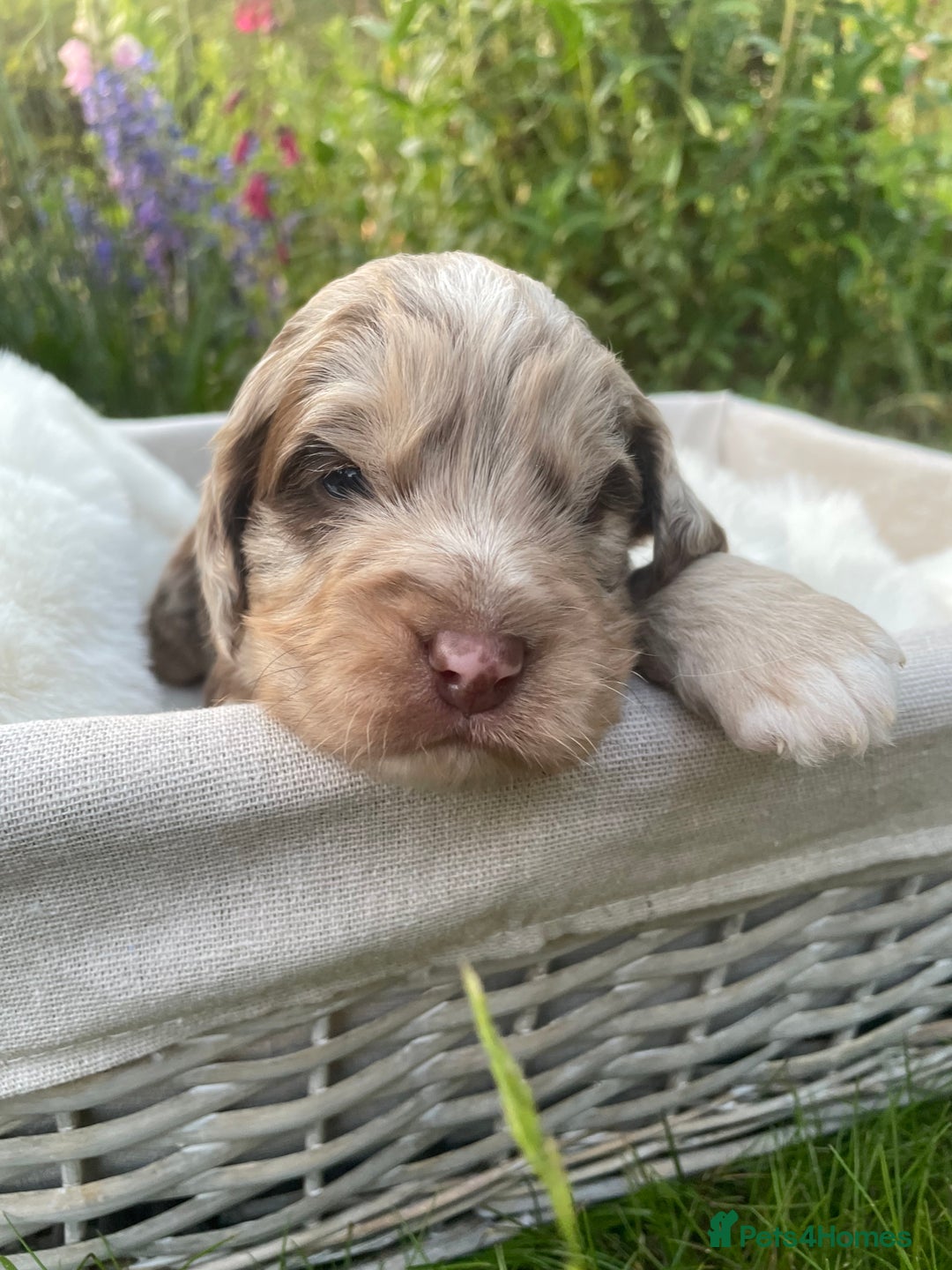 Sproodle dogs for sale: Sproodle Puppy 3 - 💥 Rare Gorgeous Chocolate Merle Sproodles 🐶 - Image 18