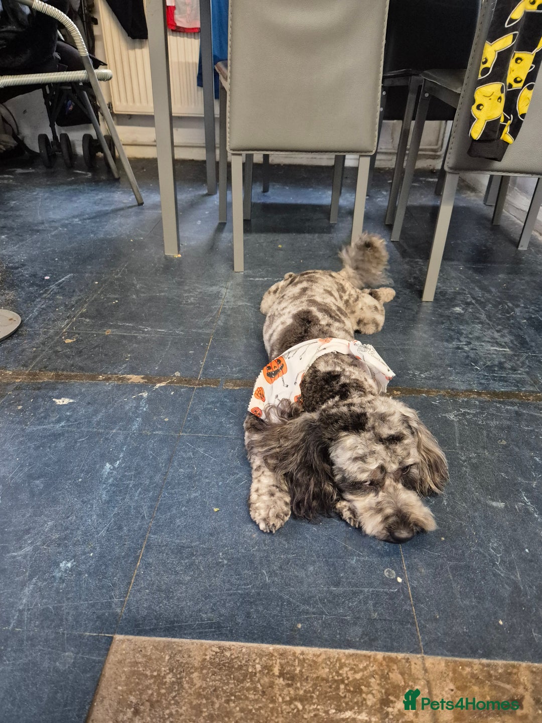 Maltipoo dogs for sale: Maltipoo Blue Male - Advert 3