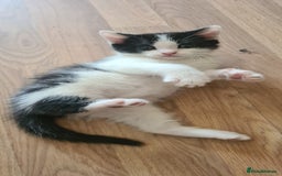 Mixed Breed cats for sale: Beautiful kittens for sale - Image 17