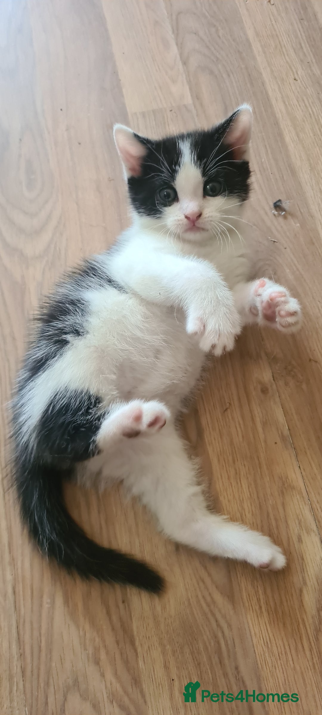 Mixed Breed cats for sale: Beautiful kittens for sale - Image 17