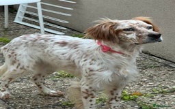 English Setter dogs for adoption: Ruby and Ellie - 2.5 years old | Female Setters - Image 10