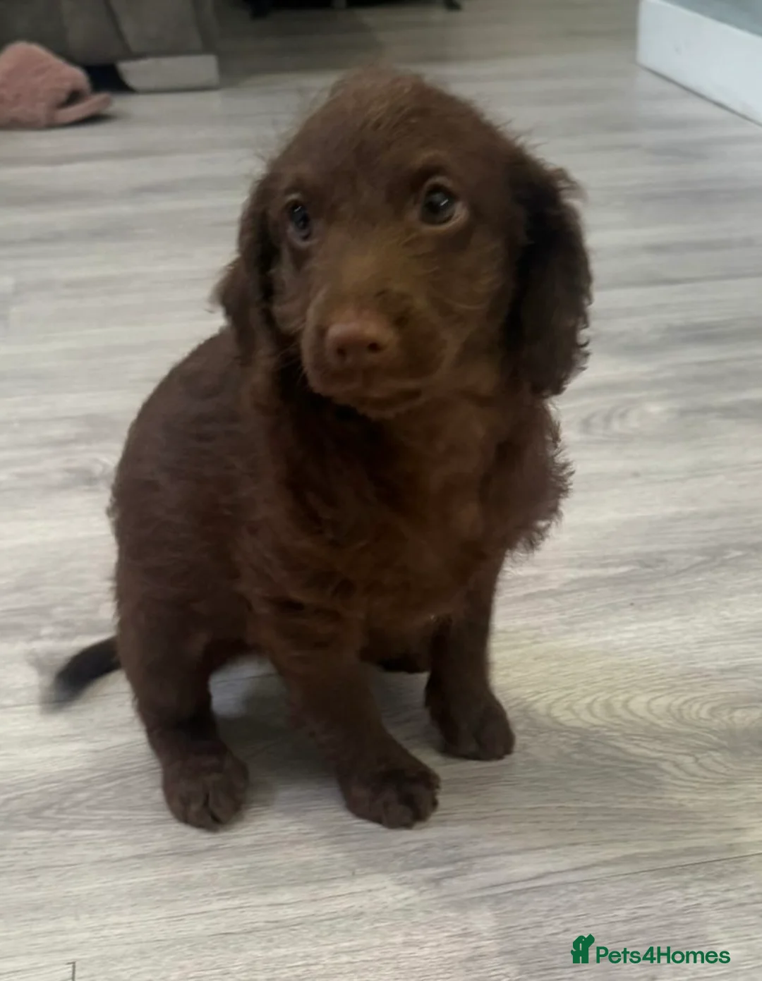 Labradoodle dogs for sale: Chocolate female labradoodle puppy - Advert 3