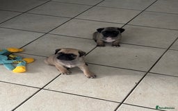 Mixed Breed dogs for sale: Pug X puppies for sale-  1 girl 1 boy - Image 19