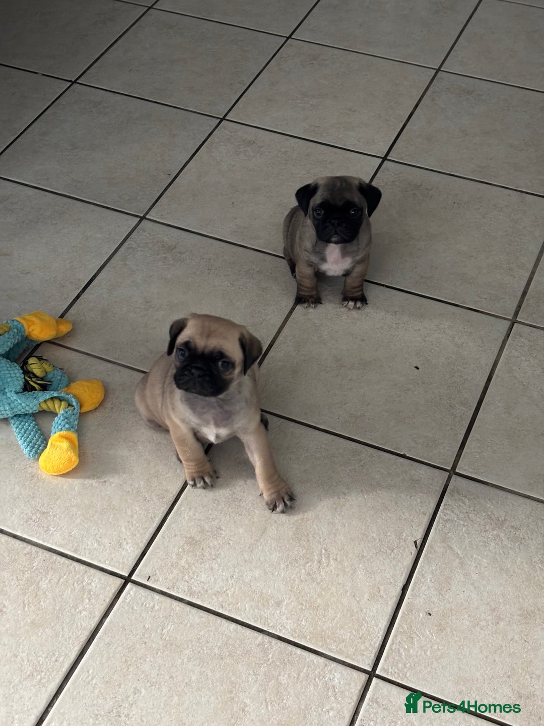 Mixed Breed dogs for sale: Pug X puppies for sale-  1 girl 1 boy - Image 19