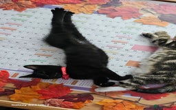 Mixed Breed cats for sale: Few lovely kittens ready for new lovely homes ! - Image 17