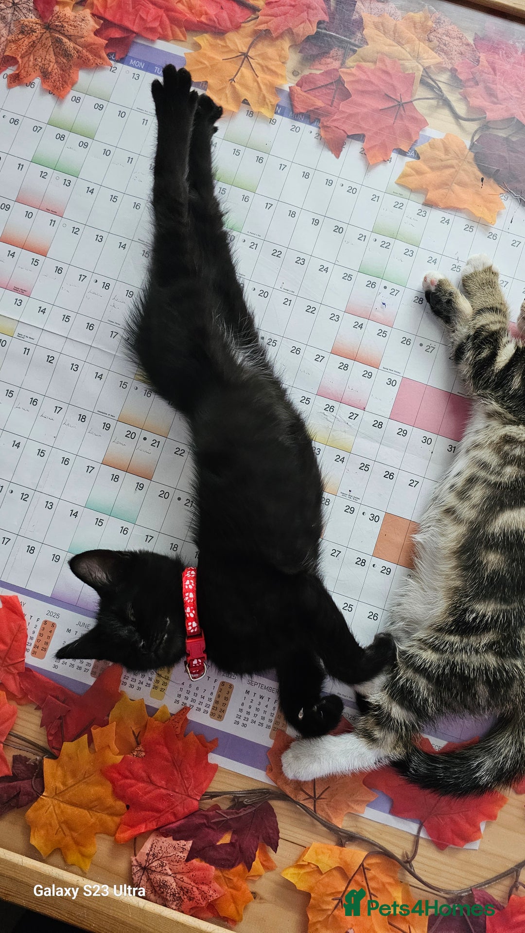 Mixed Breed cats for sale: Few lovely kittens ready for new lovely homes ! - Image 17