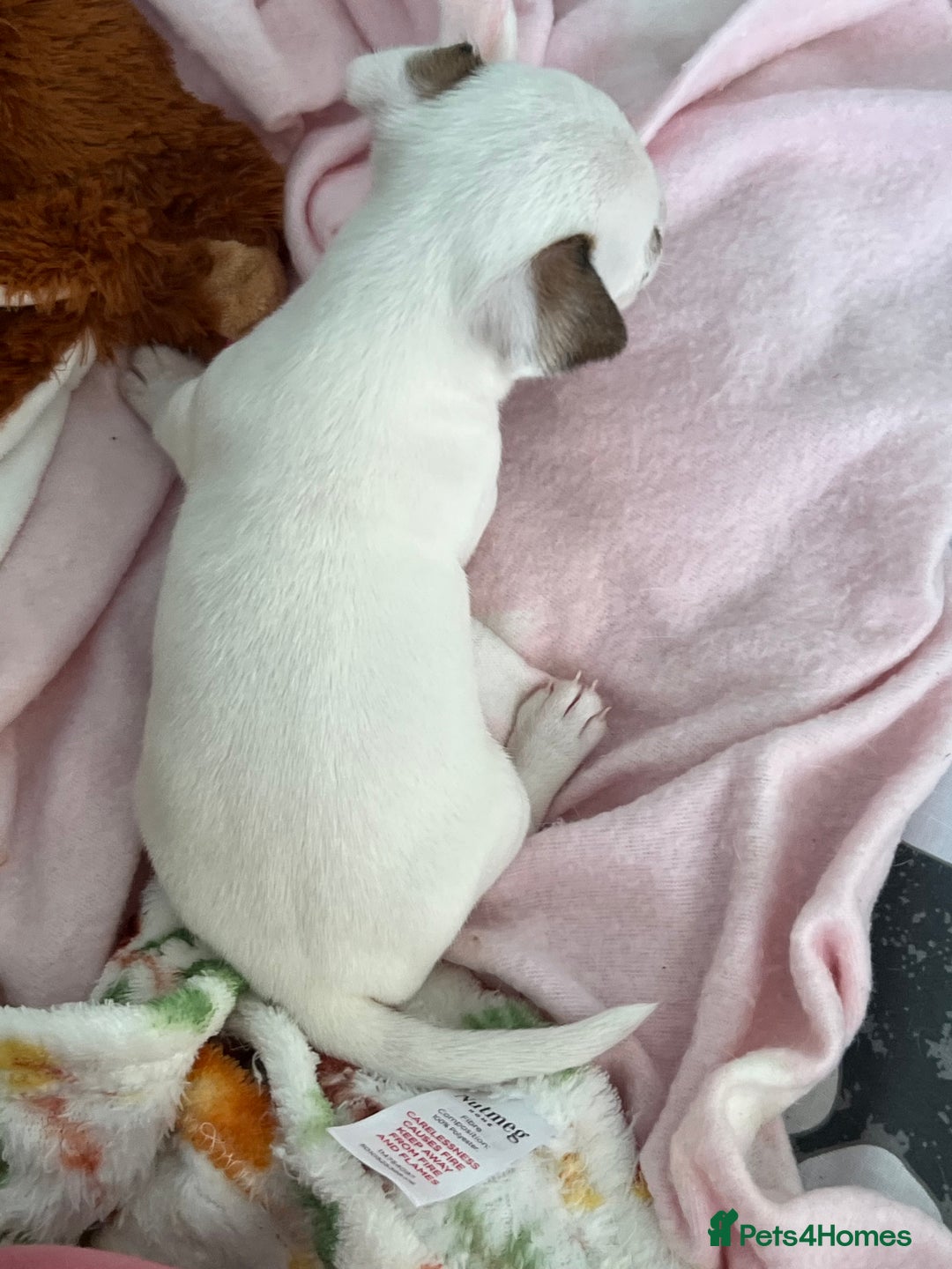 Jack Russell dogs for sale: Stunning Miniature Jack Russell Puppies!!! - Advert 28