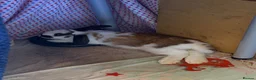 Mixed Breed rabbits for sale: 2 male bonded pair rabbits  - Advert 6
