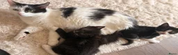 Mixed Breed cats for sale: 4 stunning long haired mixed breed kittens in Wakefield - Advert 7