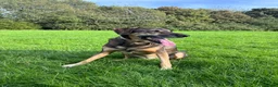 Mixed Breed dogs for sale: WILSON - Cyprus rescue for adoption - Advert 10