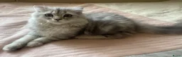 Scottish Fold cats for sale: Scottish Fold/Straight - Advert 7