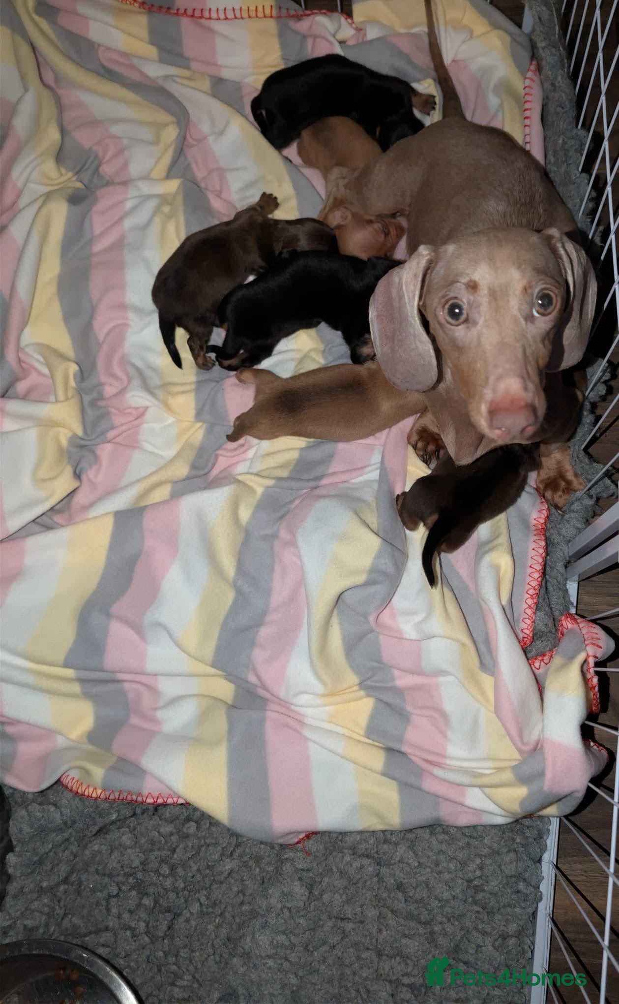 Miniature Dachshund dogs Miniature dachshund champion bloodline pedigree - Advert 8