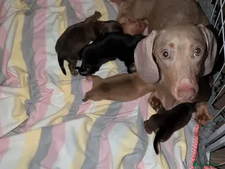 Miniature Dachshund dogs Miniature dachshund champion bloodline pedigree - Advert 8