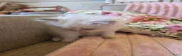Ragdoll cats for sale: Ragdoll kittens purebred  - Advert 9