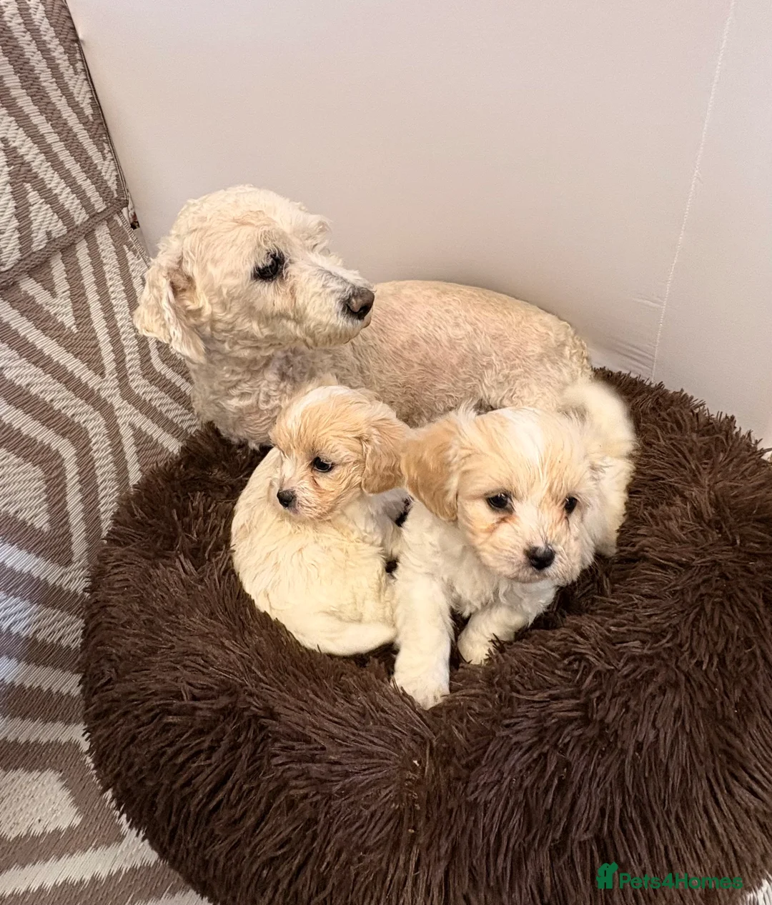 Cavachon dogs for sale: Cavachons - Advert 2