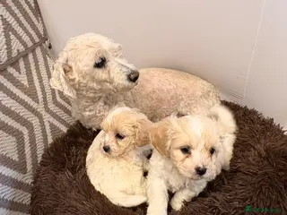 Cavachon dogs Cavachons in Wickford - Advert 1