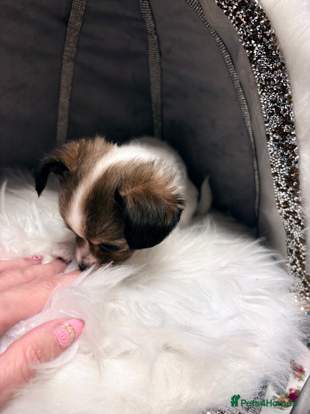 Mixed Breed dogs for sale: Stunning miniature toy chiweenie pups male female - Advert 5