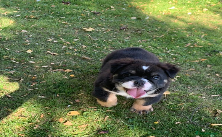 English Bulldog dogs - Advert 3
