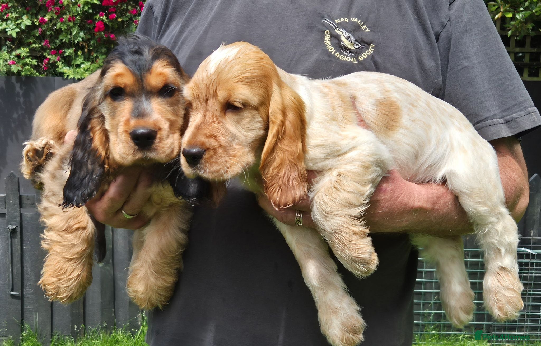 Cocker Spaniel dogs A STUNNING LITTER OF SHOW COCKERS - Advert 1
