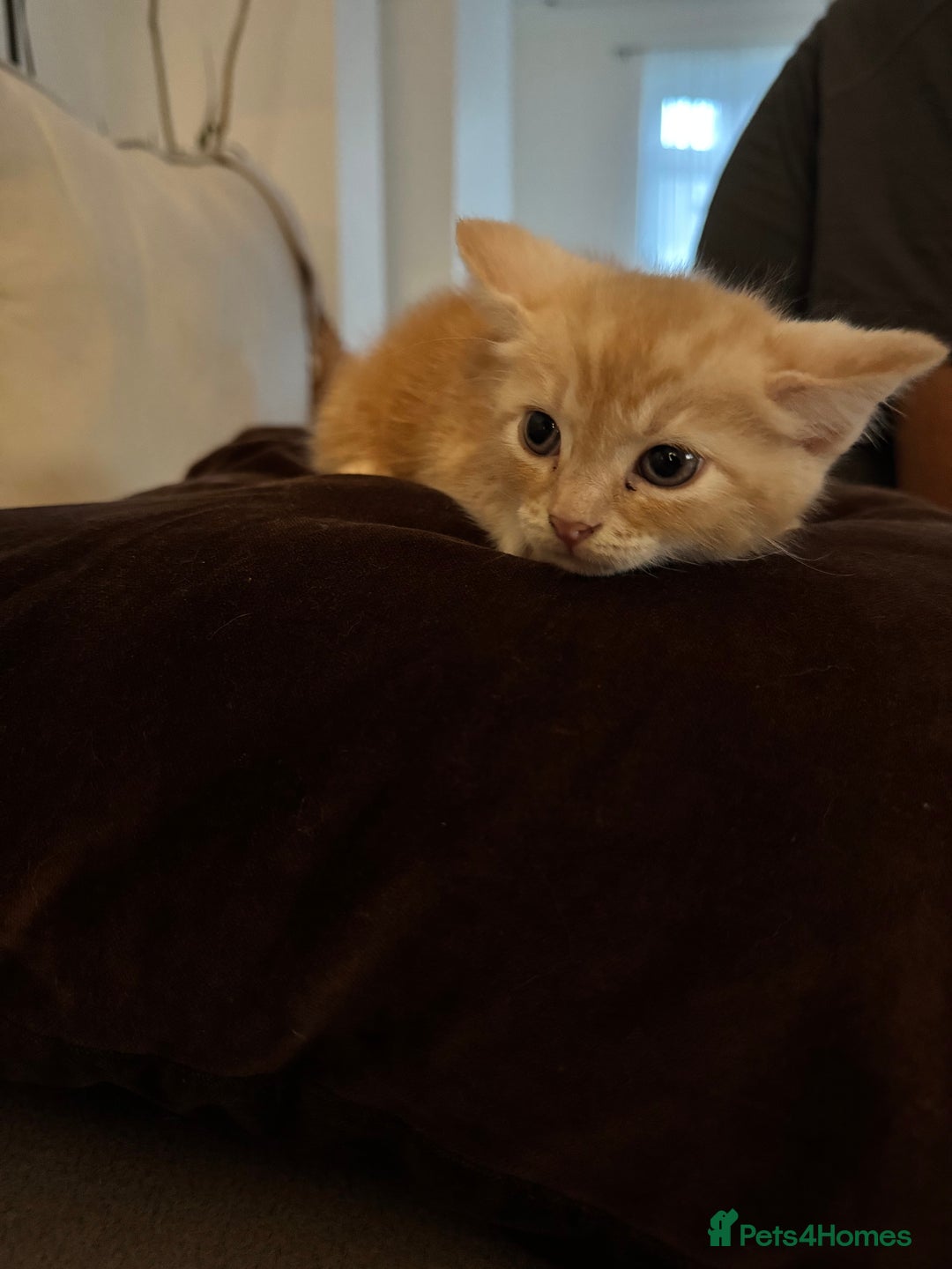 Bengal cats for sale: Bengal and British shorthair mix ginger kitten - Advert 6