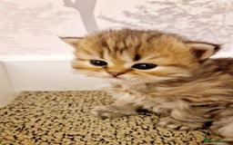 Persian cats for sale: Pure chinchilla Persians!!  - Image 5