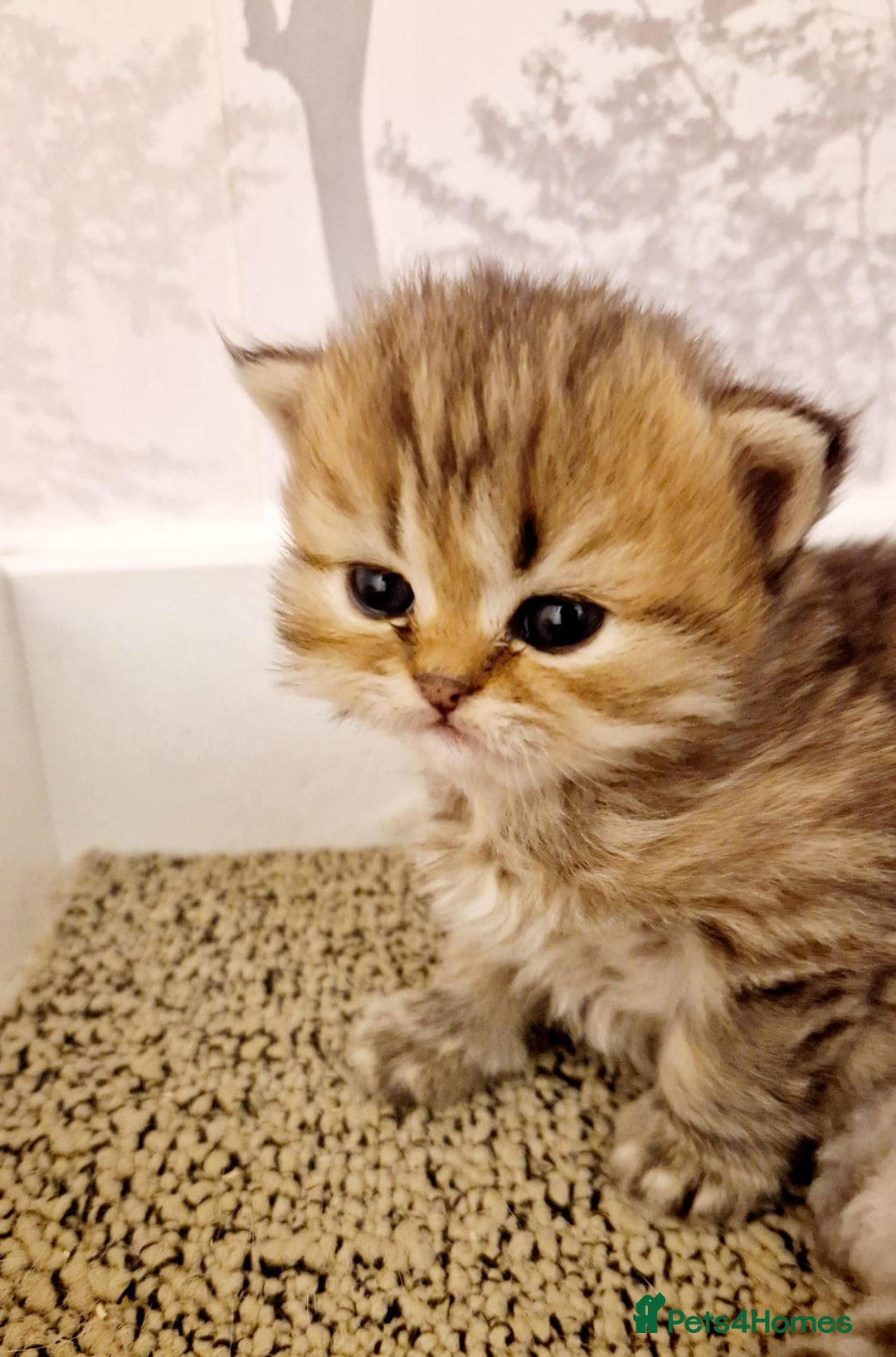 Persian cats for sale: Pure chinchilla Persians!!  - Image 5