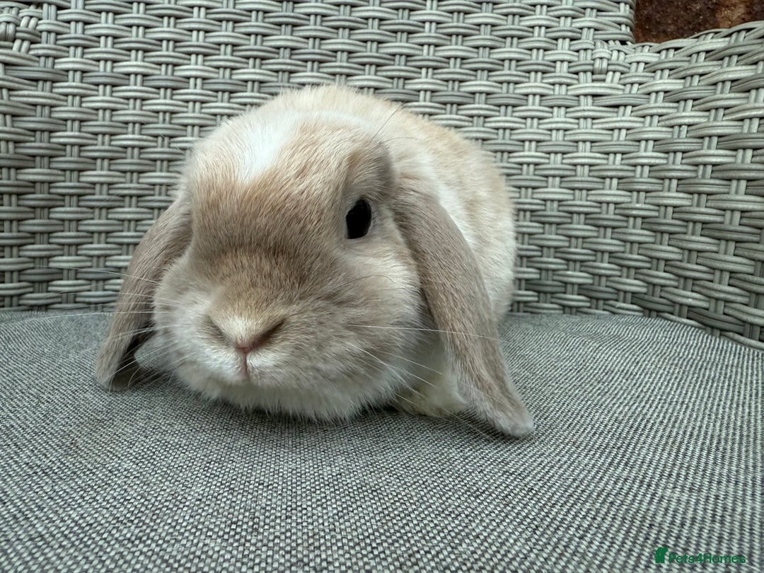 Mini Lop rabbits for sale: Beautiful mini lop for new home - Image 3