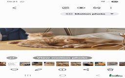 British Longhair cats for sale: Two beautiful ginger kittens for salekittens  - Image 6