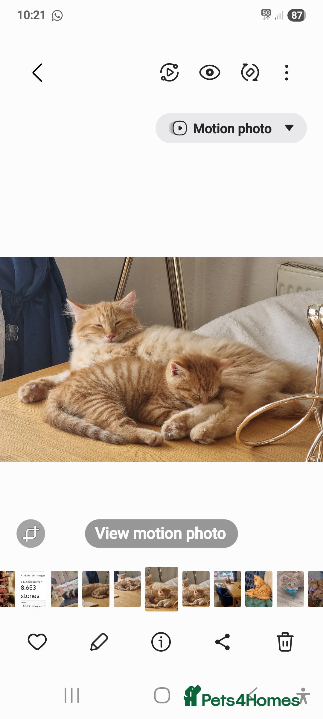 British Longhair cats for sale: Two beautiful ginger kittens for salekittens  - Image 6