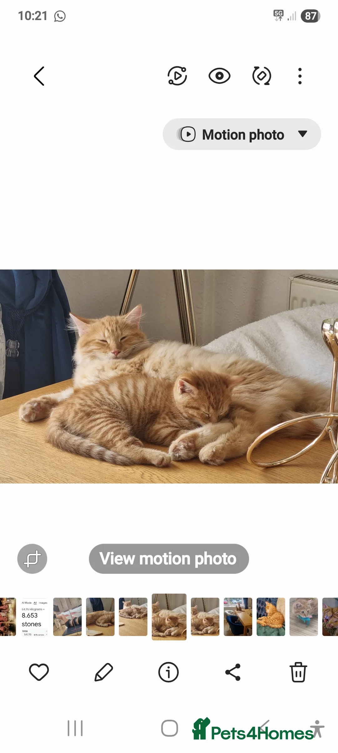 British Longhair cats for sale: Two beautiful ginger kittens for salekittens  - Advert 6