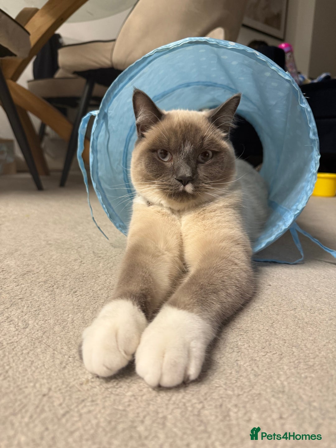 Snowshoe cats for sale: Skye the Snowshoe Cat - Advert 3