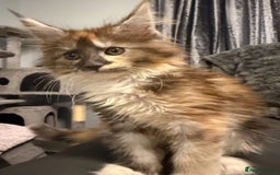 Maine Coon cats for sale: Beautiful pedigree mainecoon kitten  - Image 6