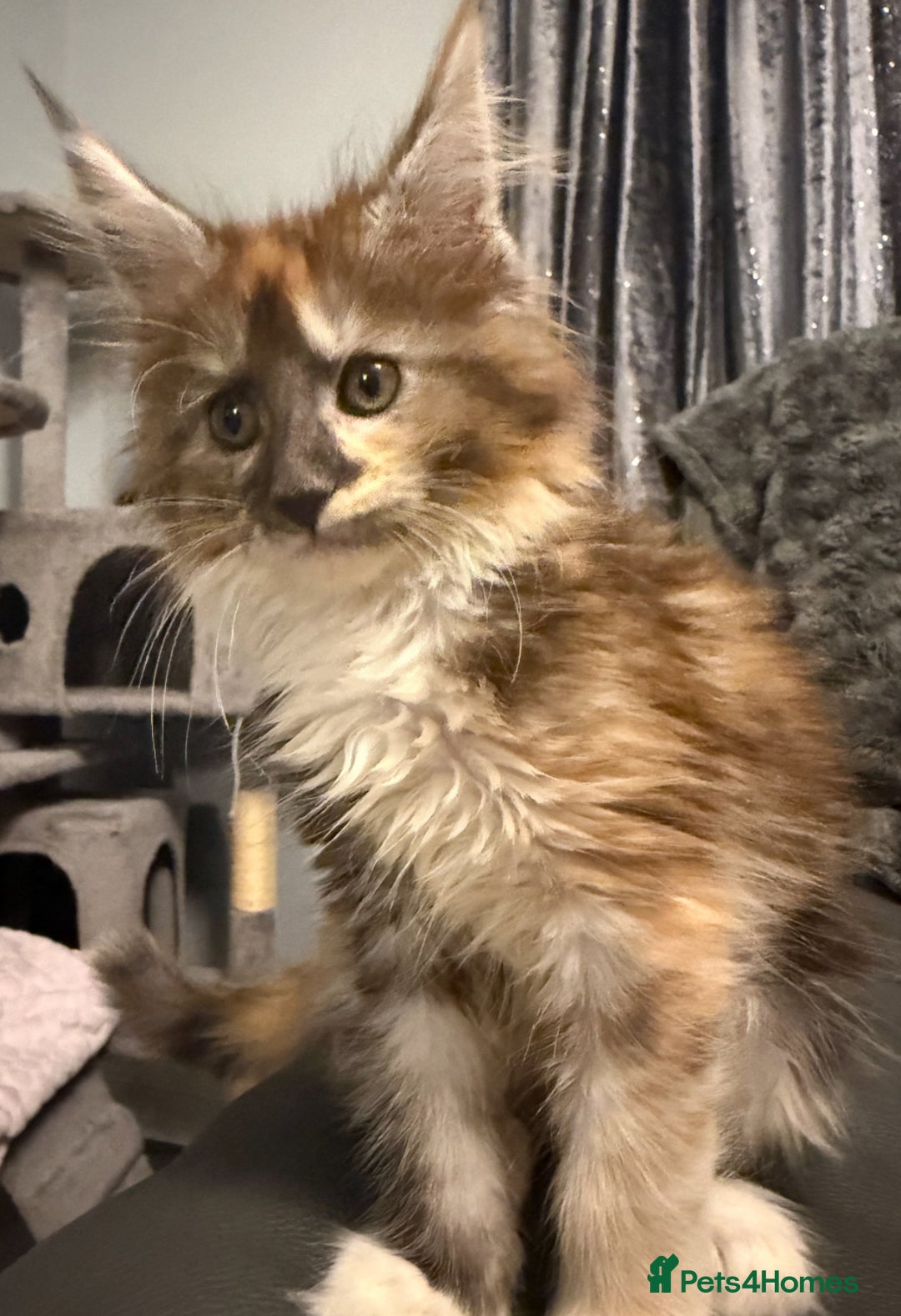 Maine Coon cats for sale: Beautiful pedigree mainecoon kitten  - Image 6