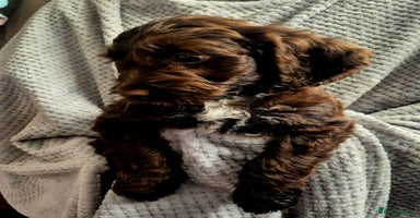Sproodle dogs - Advert 1