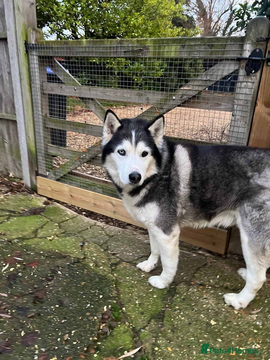 Siberian Husky dogs for sale: Siberian Husky  - Advert 4