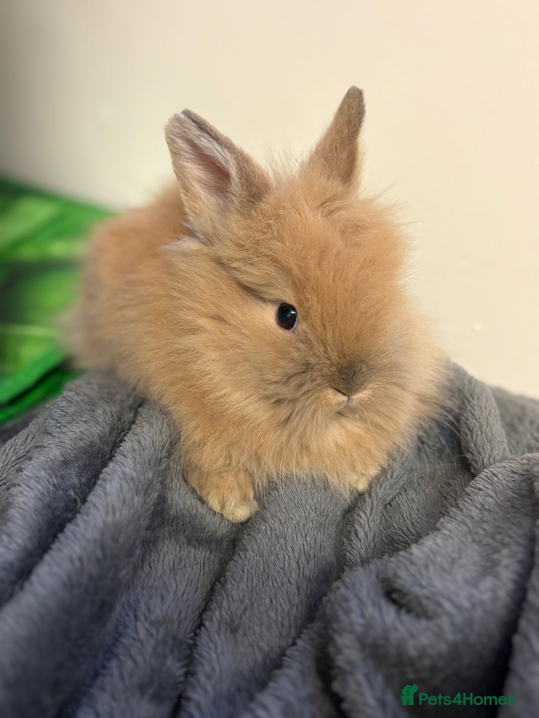 Lionhead rabbits for sale: Double maned lionhead babies  - Advert 1