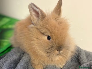 Lionhead rabbits Double maned lionhead babies - Advert 1