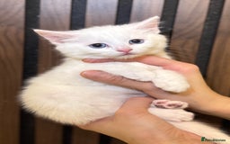 British Shorthair cats for sale: 🎃The Jack Frost Litter–Frost & Pumpkin Whiskers❄️ - Image 19