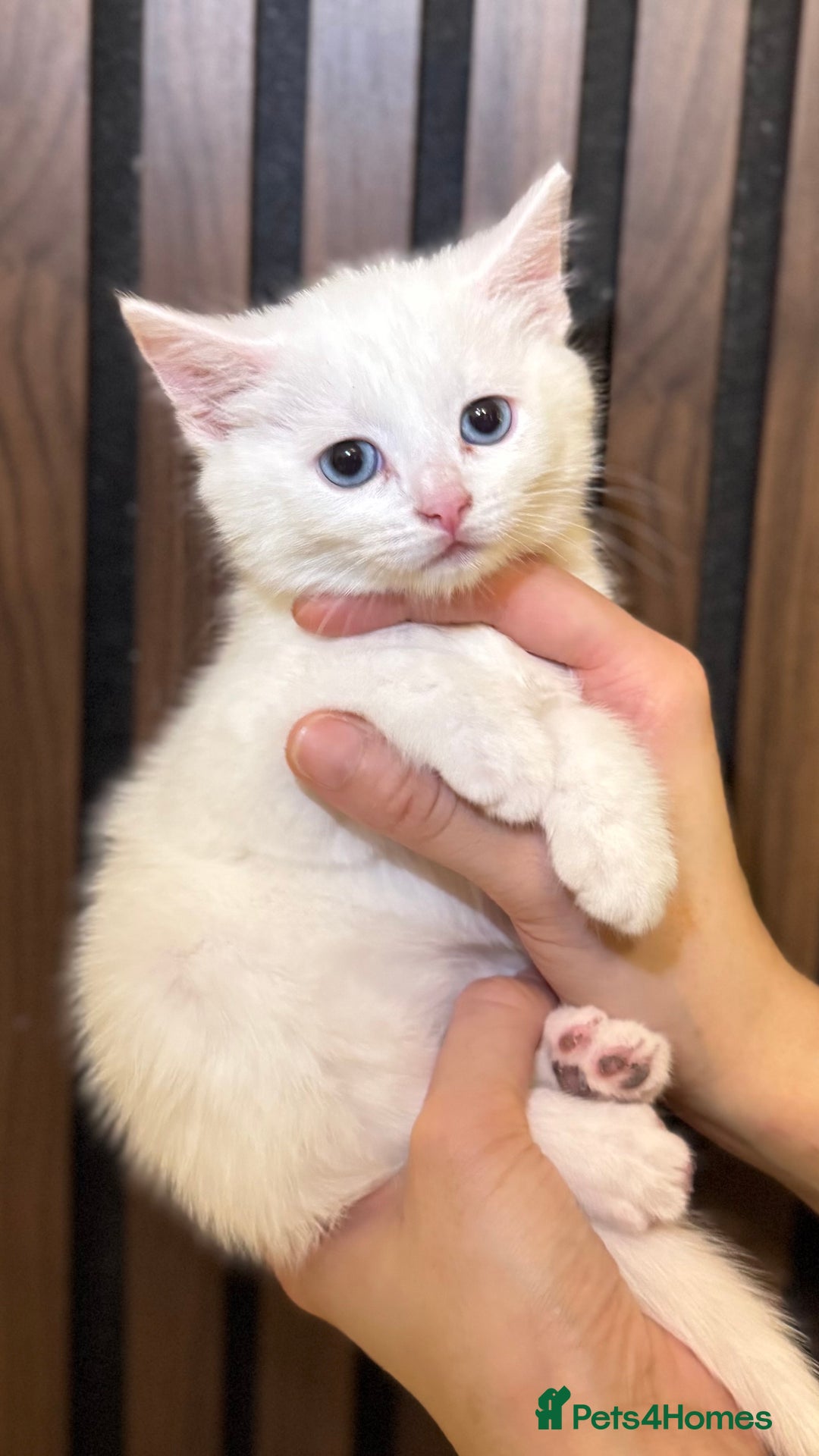 British Shorthair cats for sale: 🎃The Jack Frost Litter–Frost & Pumpkin Whiskers❄️ - Image 19