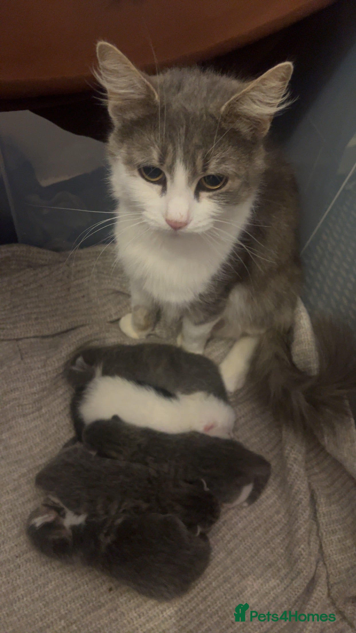 Mixed Breed cats Kittens - Advert 4