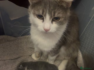 Mixed Breed cats Kittens - Advert 15