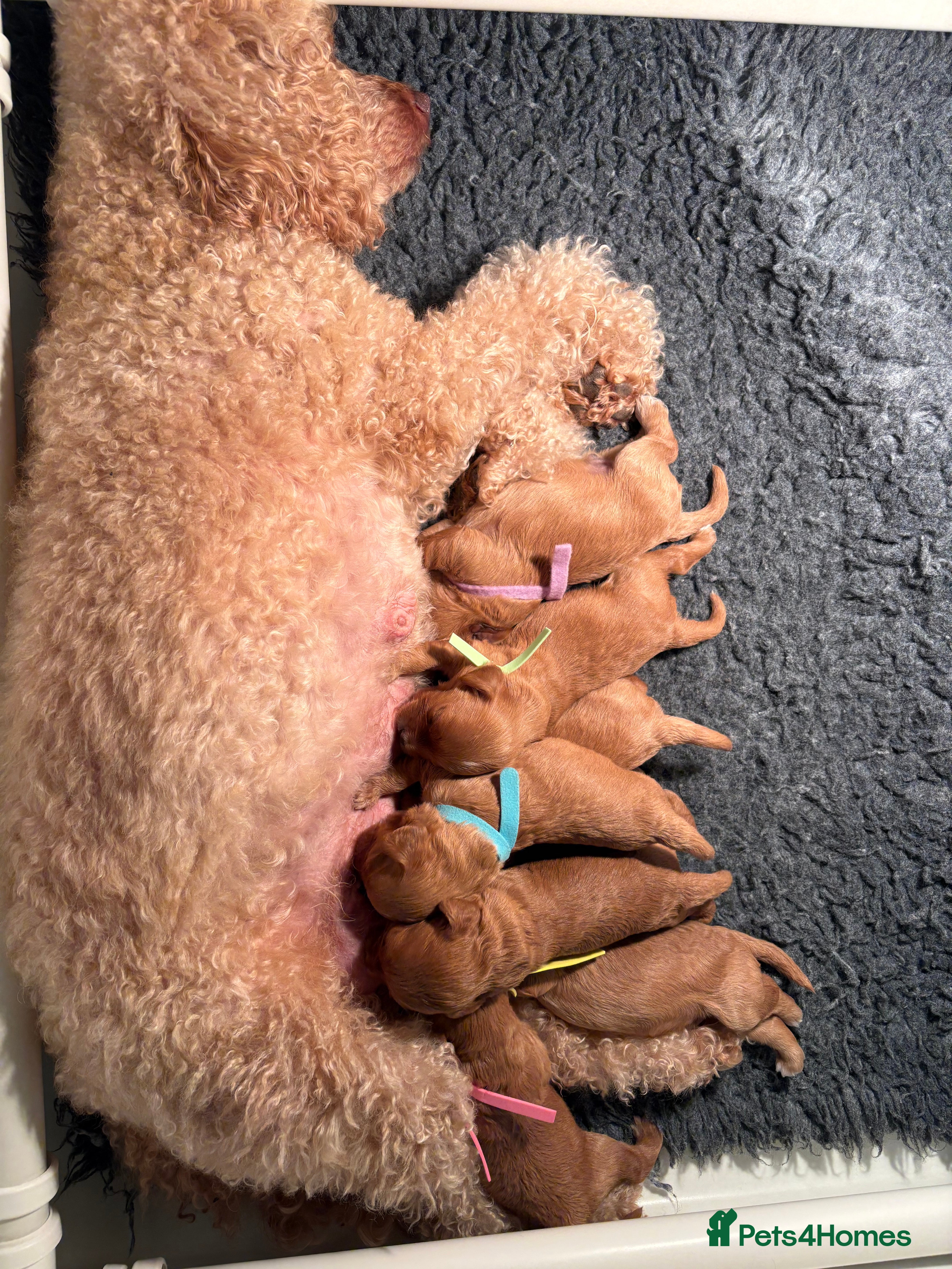 Cavapoo dogs READY NOW F1 Cavapoo pups health tested - Advert 1