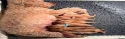 Cavapoo dogs for sale: READY NOW F1 Cavapoo pups health tested - Advert 1
