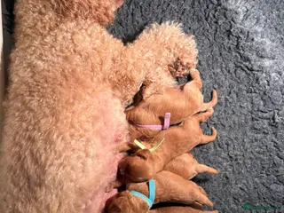 Cavapoo dogs for sale: READY NOW F1 Cavapoo pups health tested - Advert 1
